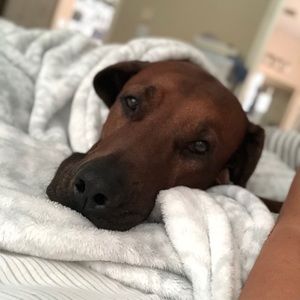 Meet your Posher, Asu